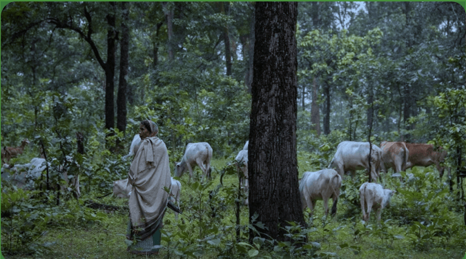 हसदेव आंदोलन: जंगल हमारे जीने का सहारा है